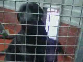 NINA et NALA labradors