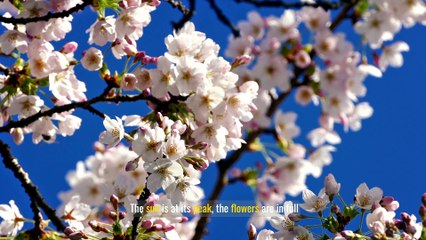 How to Maintain a Clean and Healthy Garden in August: Essential Tips