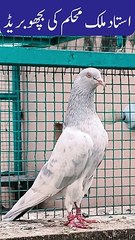 Bichu Breed Pigeons Of Ustad Malik Mohkam Khokhar