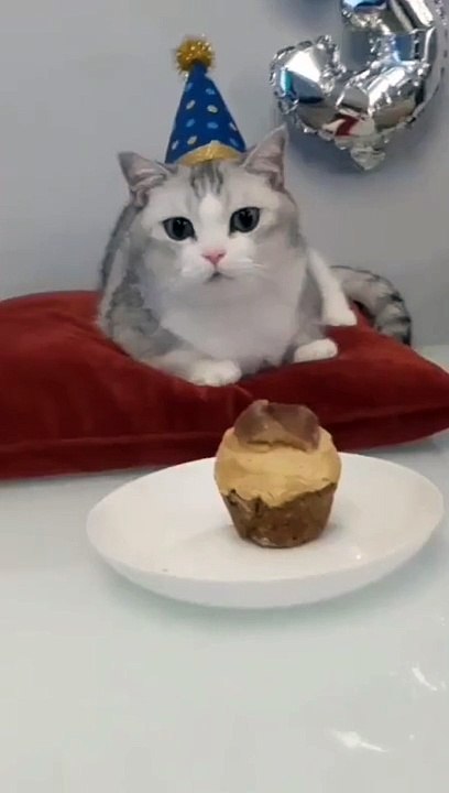cat birthday