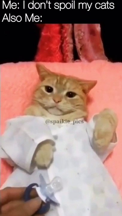 the cat doesn't want to drink