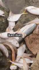 Fenomena Ikan Jatuh  Dari Langit