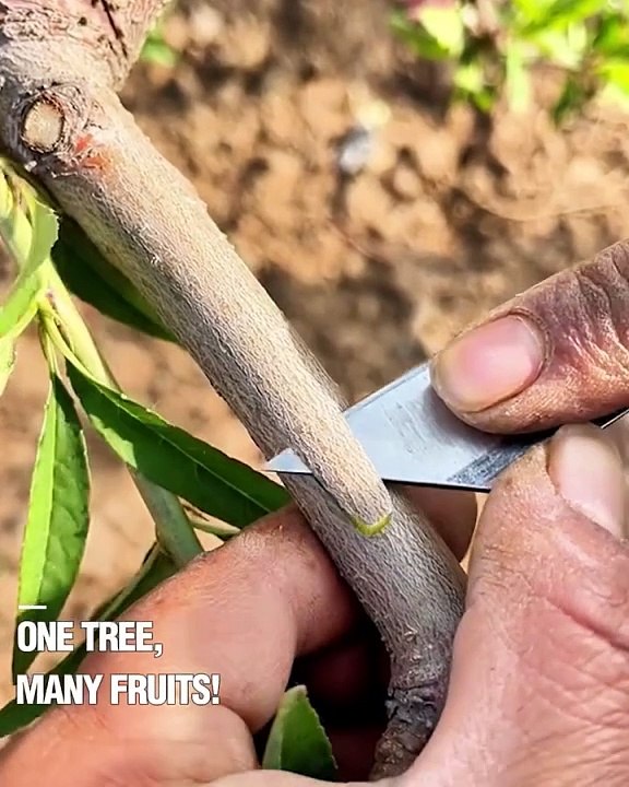 One TreeMany fruits