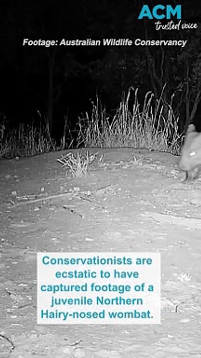 Critically endangered wombat spotted in Queensland