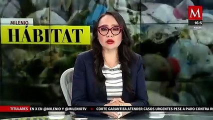 Jaguar que deambulaba en Hidalgo presenta fracturas y está desnutrido | Milenio Hábitat