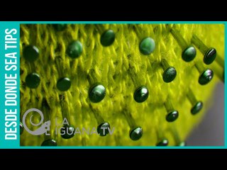 ¡Espantoso! En Ecuador encubrieron 5.700 fallecidos por covid-19