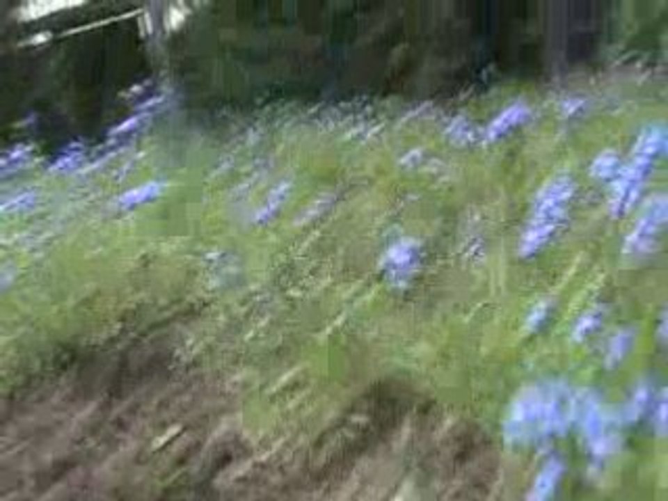 le petit jardin