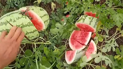 Pembantaian Buah Semangka Siap Panen di Kebun, Pemilik Sampai Menangis