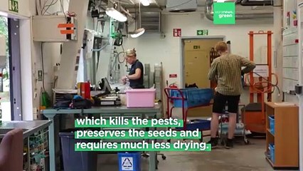 This chemical-free method for treating seeds is winning over sceptical farmers in Sweden and beyond