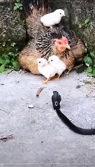 Allah ke kudrat ke najare pets and animal