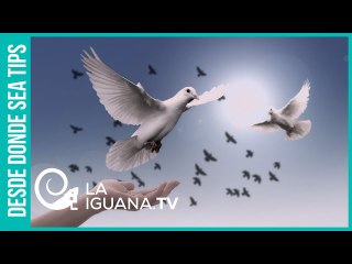 ¡Ignominioso! Duque reconoció que no respeta los acuerdos de paz con las FARC porque no los firmó él