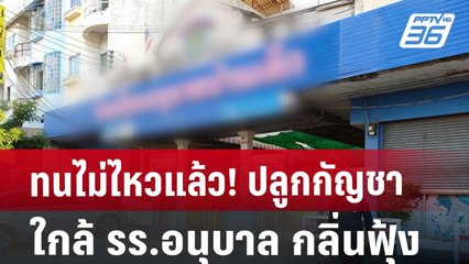 ทนไม่ไหวแล้ว! ปลูกกัญชาใกล้ รร.อนุบาล กลิ่นฟุ้ง | เที่ยงทันข่าว | 4 ก.ย. 67
