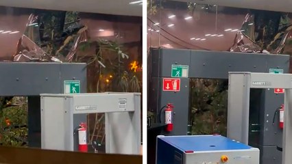 CDMX: Debido a la intensa lluvia un árbol cae y daña edificio de la Secretaría de Seguridad