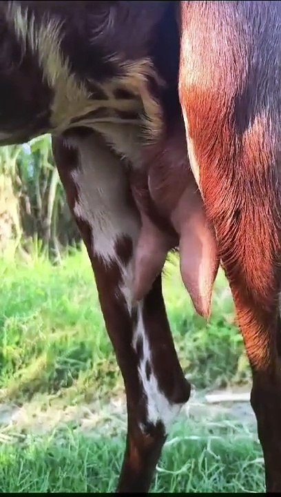 Best Goat With Two Kids