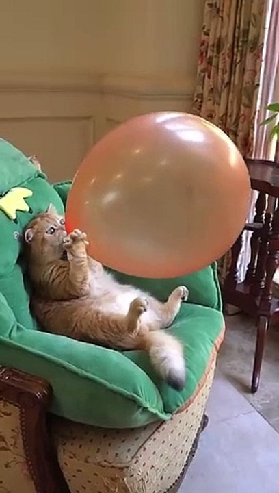 Boom,Scared me! #exlittlebeans #funny_cats #cat #funny_videos