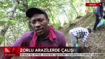 Giresun’da Afrikalı üniversite öğrencileri harçlıklarını fındıktan çıkartıyor