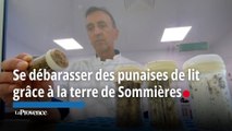 Se débarasser des punaises de lit grâce à la terre de Sommières