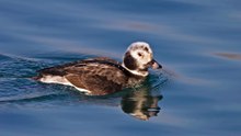 The Long Tailed Duck: Close Up HD Footage (Clangula hyemalis)