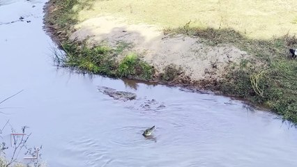 Kartal, timsahın yemeğini çalarken geri kaptırdı