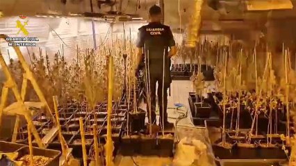 Imagenes de la operación en la que se ha desmantelado una gran plantación de marihuana en Peñafiel