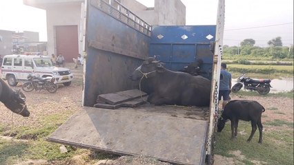 पिकअप जब्त कर 19 पशुधन कराए मुक्त, गौशाला में भेजा