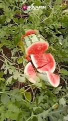 Pemilik kebun semangka kaget saat buah hendak dipanen Tiba-tiba dirusak oleh Orang Tak Dikenal