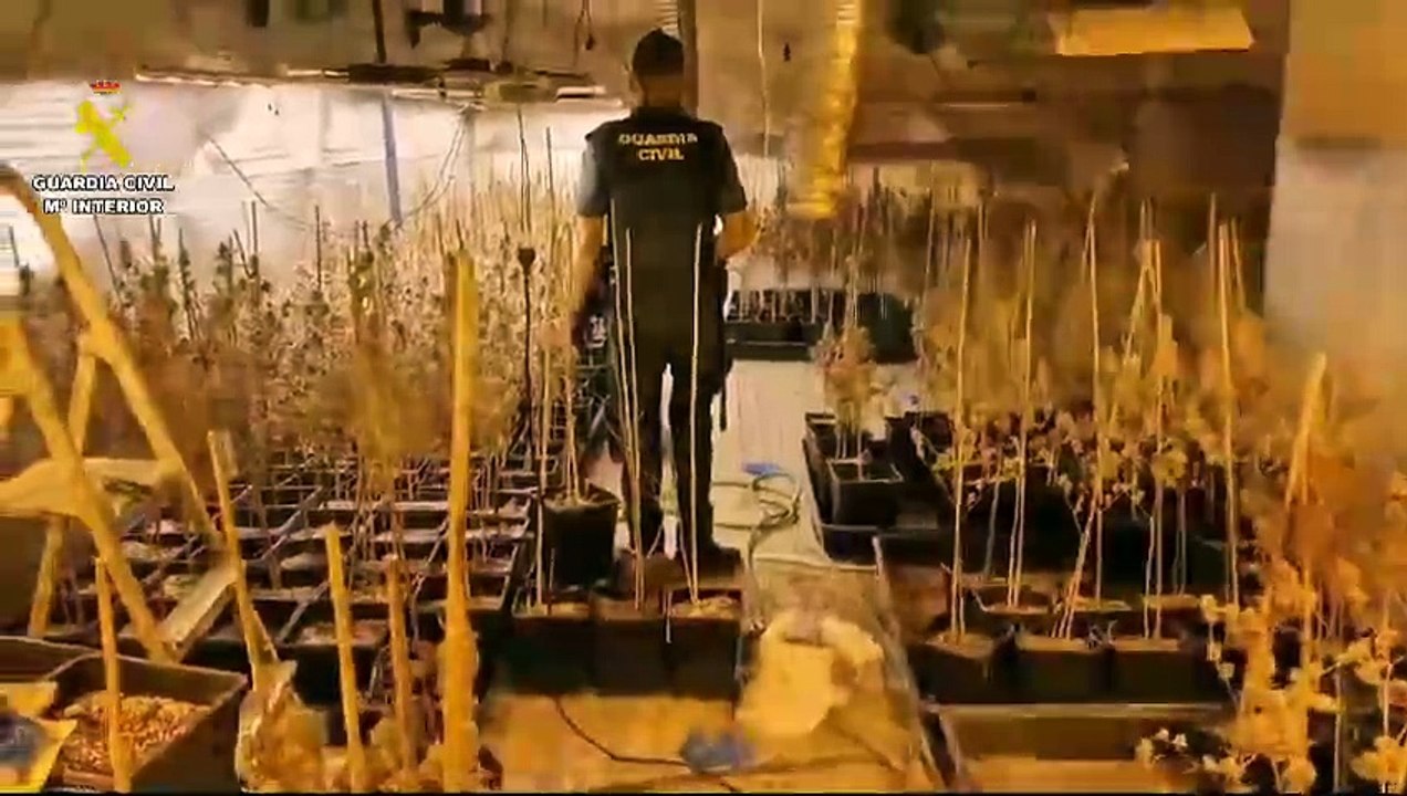 La Guardia Civil desmantela una plantación de marihuana