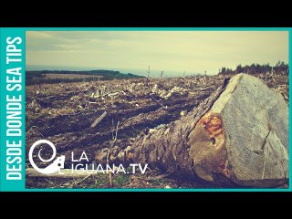 75.000 hectáreas deforestadas en 6 meses: Duque y Uribe están volviendo a Colombia un desierto
