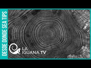 Ecocidio injustificable: Para restaurar la aguja de Notre Dame se talaran 1.000 robles centenarios