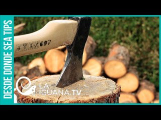 ¿Qué relación existe entre la deforestación y la pandemia de Covid-19?