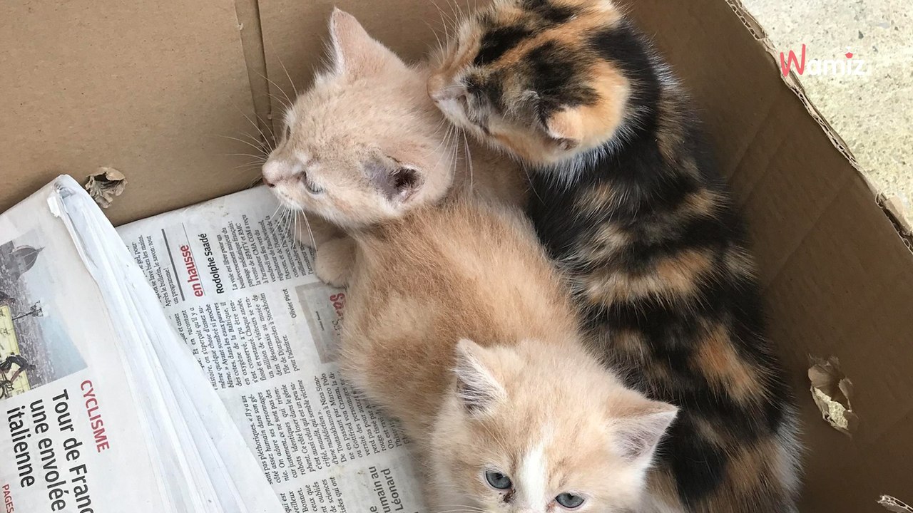 Rätselhafter Fund vor dem Rathaus löst Welle der Wut aus