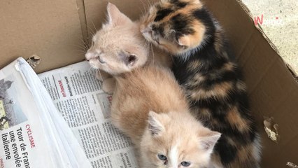 Rätselhafter Fund vor dem Rathaus löst Welle der Wut aus