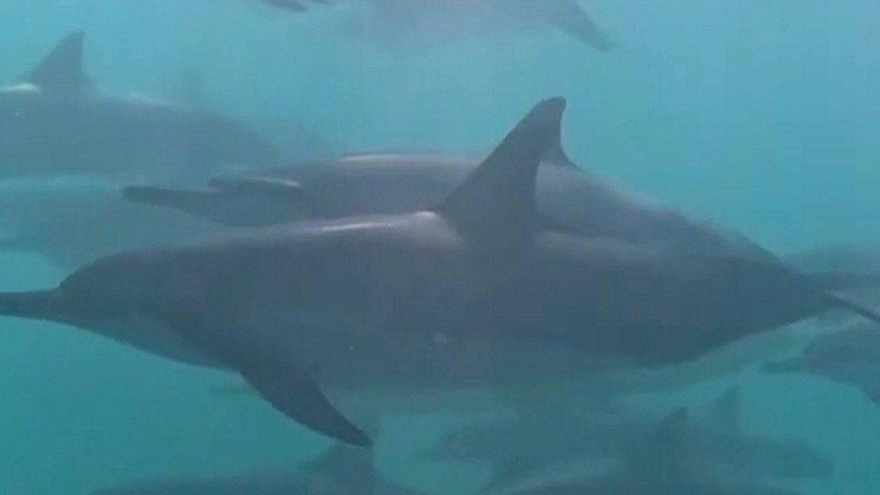 Taucherin begegnet riesigem delfinschwarm