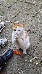 Cat expressing his love