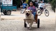 Un perro espera en la puerta del colegio para llevar a una niña a su casa y se desata la ira en redes: 