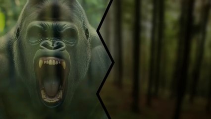 Gorilla vs Wolf - Who Would Win A Fight?