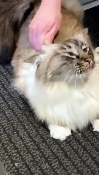 Cats 01