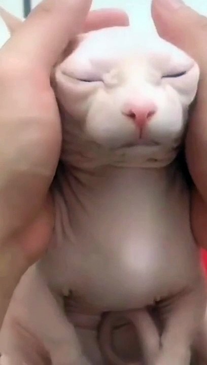 Kucing lucu