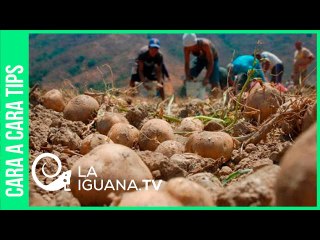 Agricultura urbana y venta de comida: ¿Por los que cada vez más venezolanos producen alimentos?