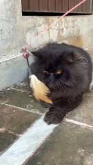 Black persian male cat