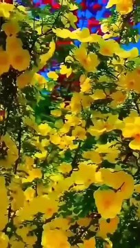 BIRDS,, birds sitting on the green trees