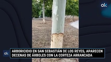 Arboricidio en San Sebastián de los Reyes, aparecen decenas de árboles con la corteza arrancada