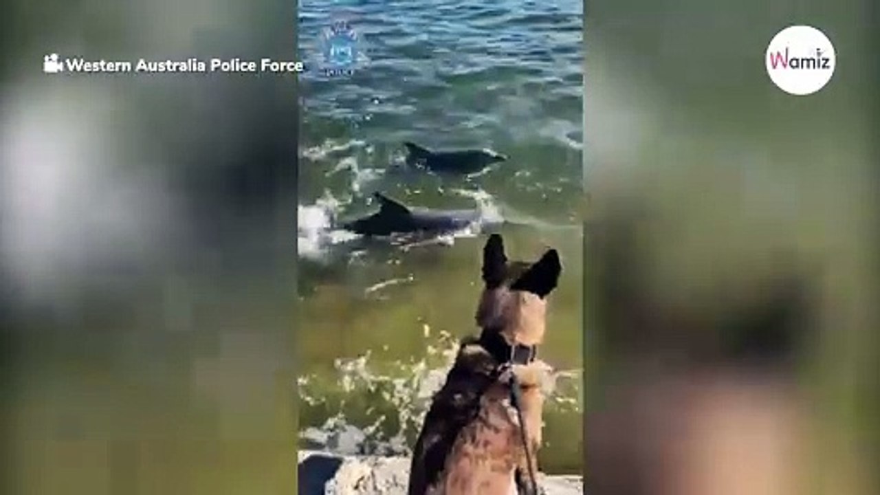 Polizeihund schnüffelt am Fluss: Beamten flippen aus vor Freude (Video)