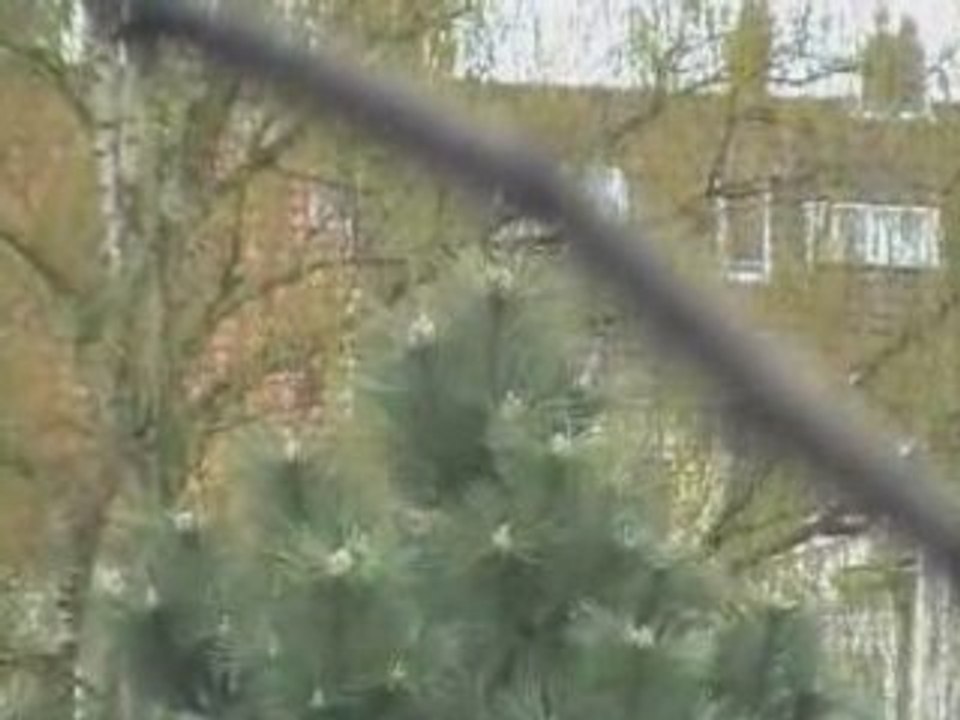 Blaumeisen bei der Nahrungssuche