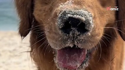 Ce toutou a un seul objectif à la plage : 248K personnes assistent bouche bée à sa chasse aux trésors (vidéo)