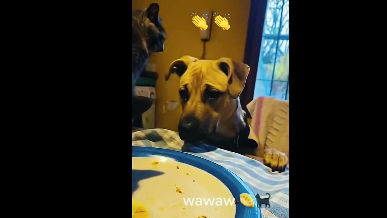 Cat Slap