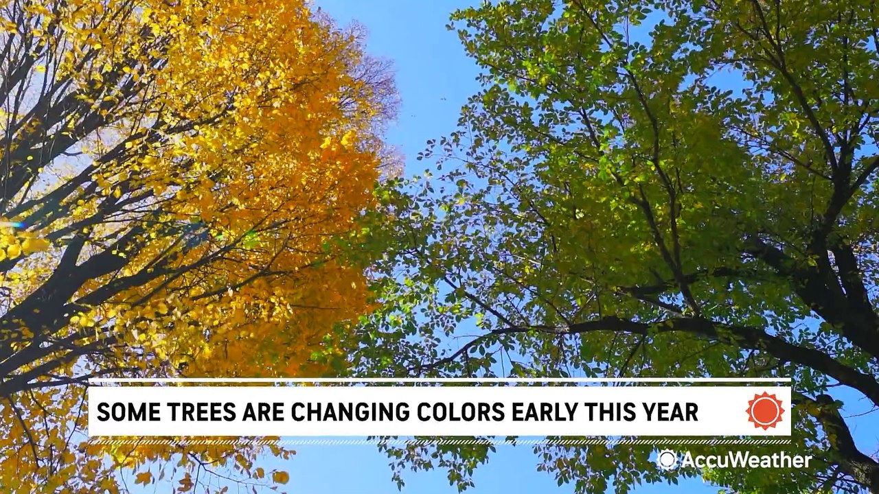 Noticing trees are changing color early? You're not alone