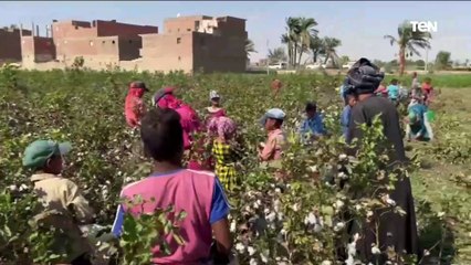 شاهد |  فرحة المزارعين بإنطلاق جني محصول القطن للموسم الجديد بأسيوط