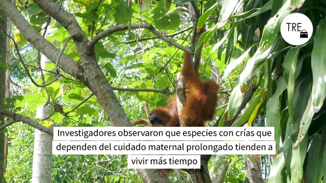 Ni ejercicio ni dieta sana: este es el secreto de la longevidad según estos expertos en neurobiología