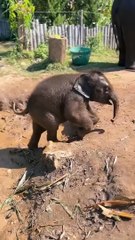 Cute+Baby+Elephant+♥️+#shorts+#baby